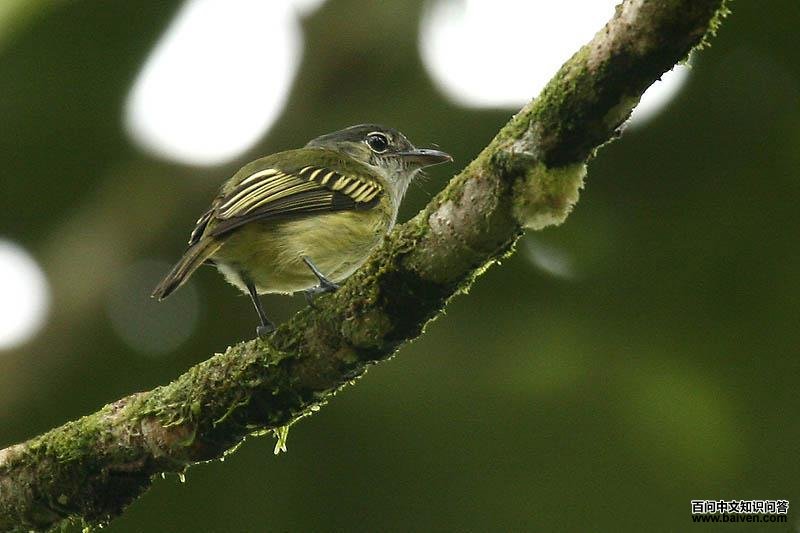 ����Ե���l��ͼƬ