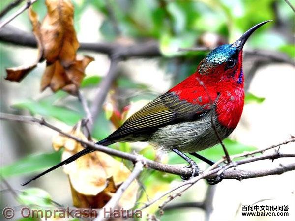 黄腰太阳鸟 黄腰太阳鸟的图片