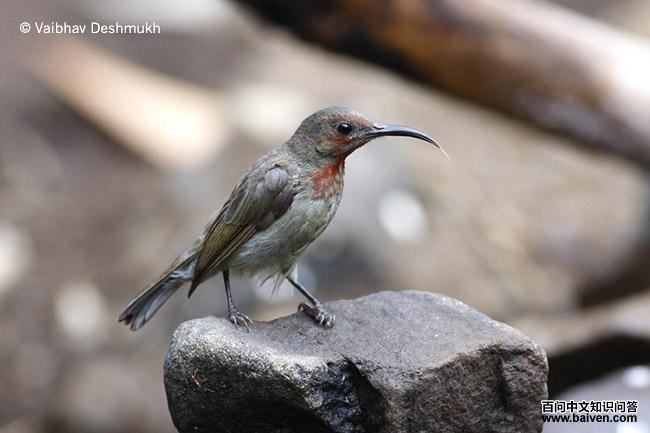 ����̫������������