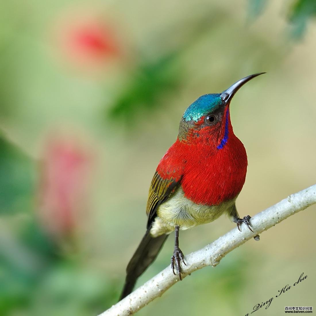 ����̫����