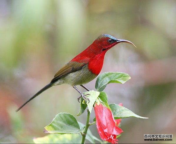 ����̫����