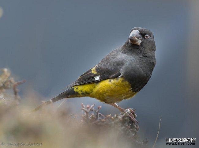 ����������ȸ������