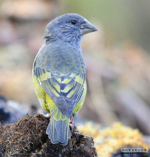 ����������ȸ������