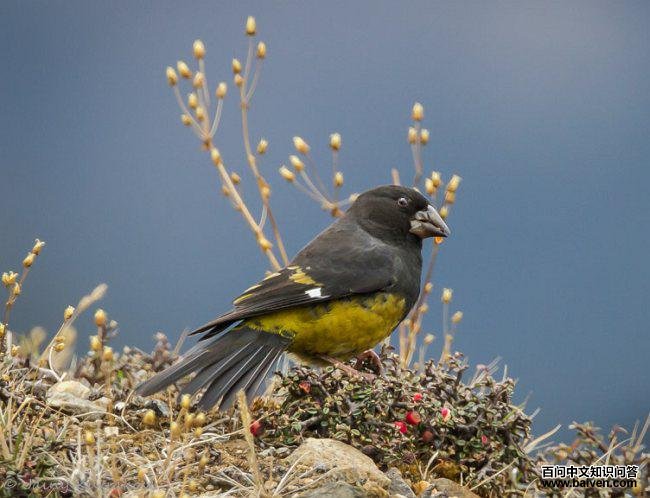 ����������ȸ