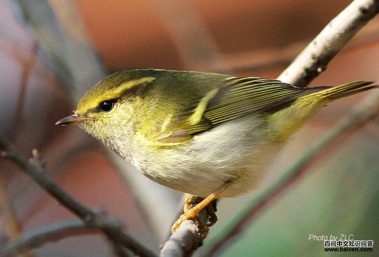 ������ݺ��ͼƬ