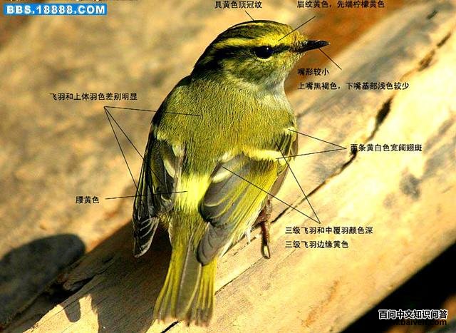 ������ݺ��ʶͼ