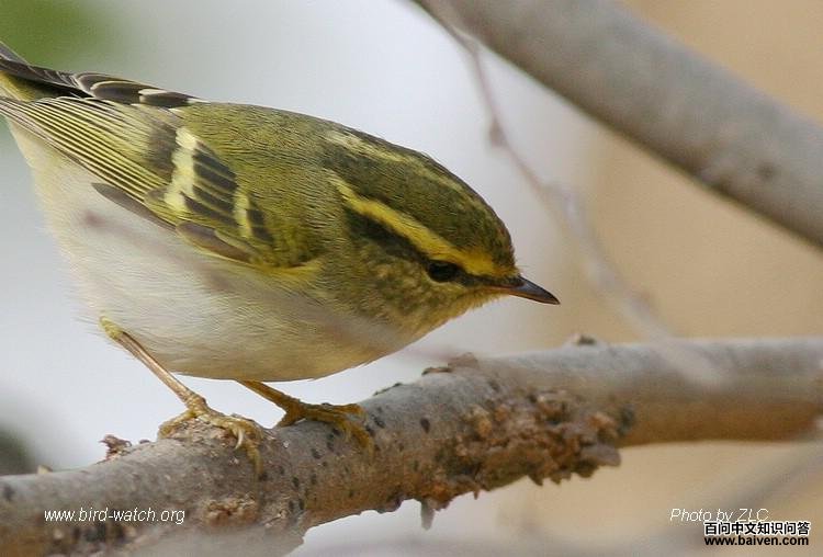 ������ݺ����Ӱһ��