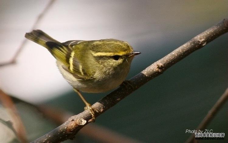 ������ݺ����Ӱһ��