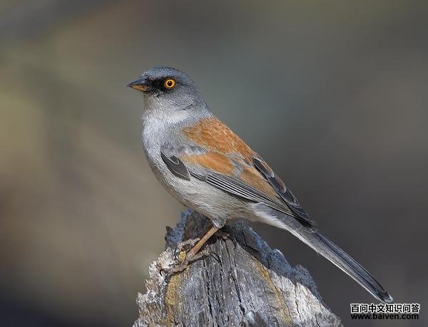 ���۵Ʋ��c��ͼƬ