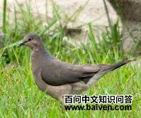 �׶��س���ͼƬ