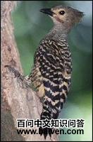 ��������ľ���ͼƬ