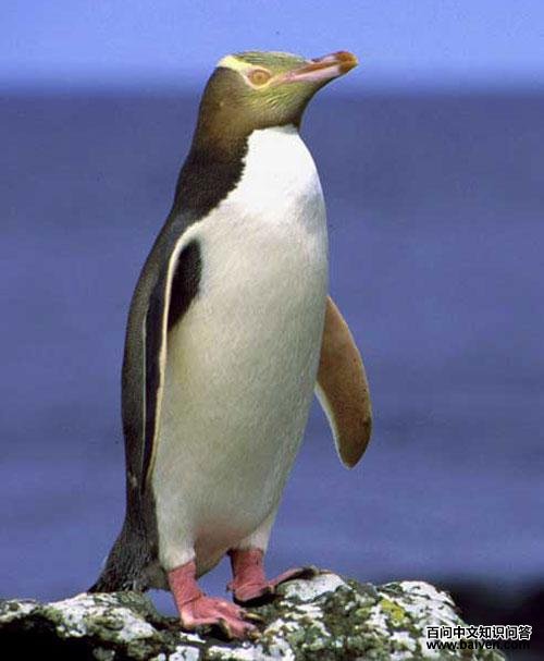 �����������ͼƬ