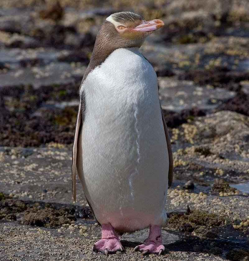 ��������ͼƬ