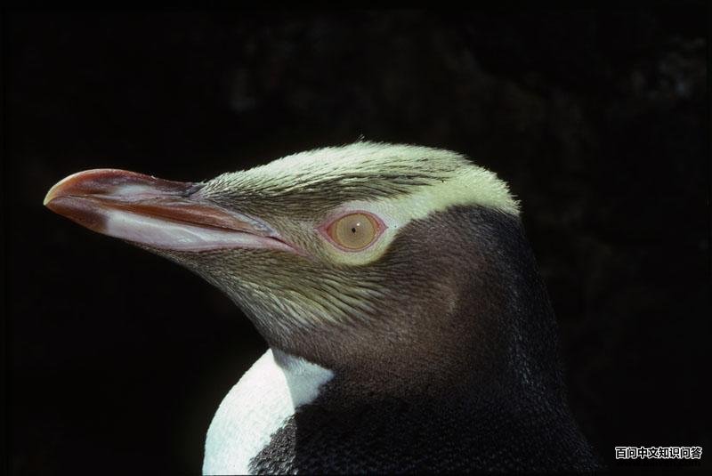 �������ͷ��