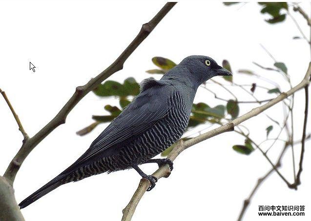 黄眼鹃鵙 黄眼鹃鵙的图片