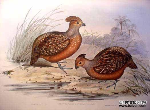 ���۰����ȵ�ͼƬ