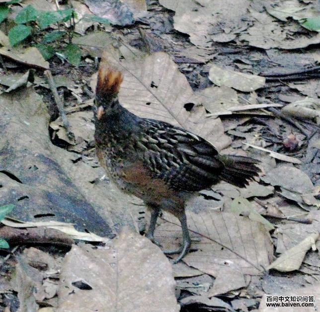 ���۰�����