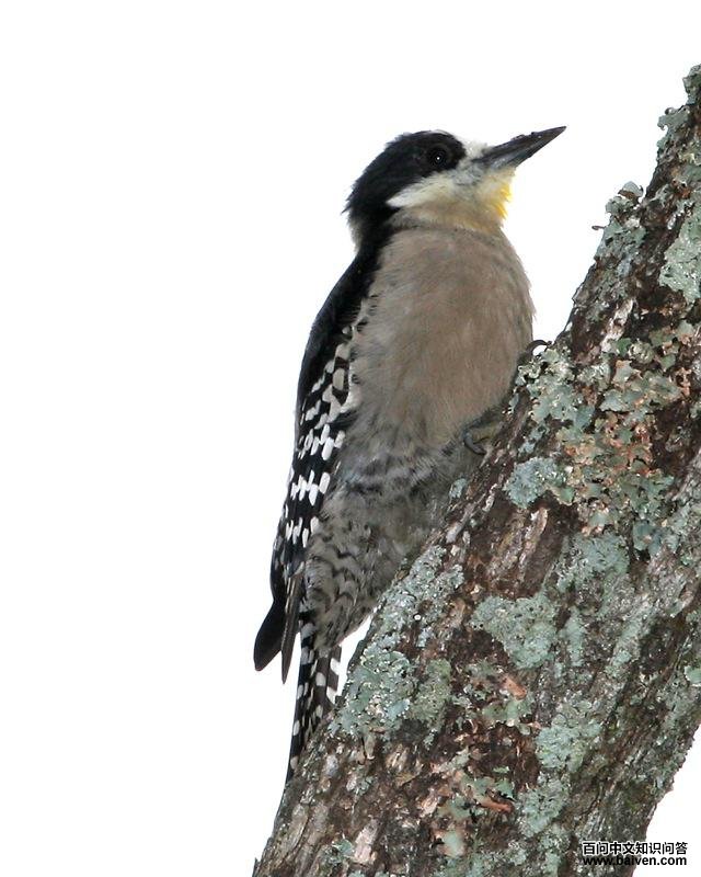 �׶���ľ���ͼƬ