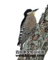 �׶���ľ��