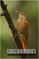 ������ľ���ͼƬ