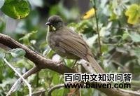 黄须绿鹎 黄须绿鹎的图片