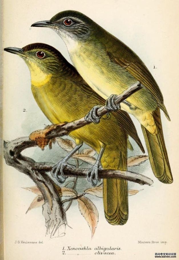 黄须冠鹎 黄须冠鹎的图片