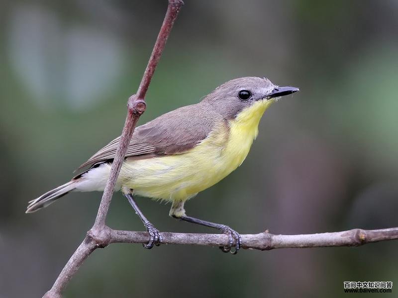 黄胸噪刺莺 黄胸噪刺莺的图片