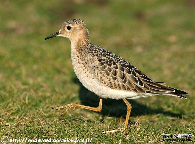 黄胸鹬 黄胸鹬的图片