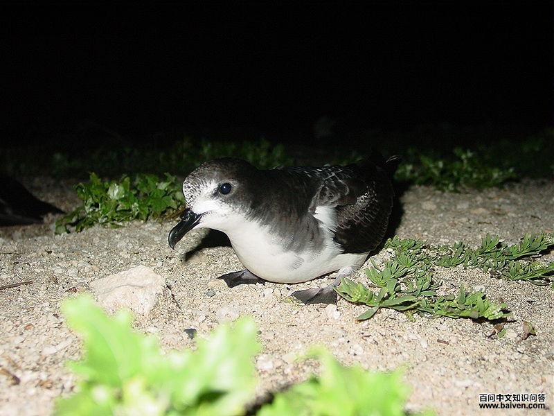 白额圆尾鹱 白额圆尾鹱的图片