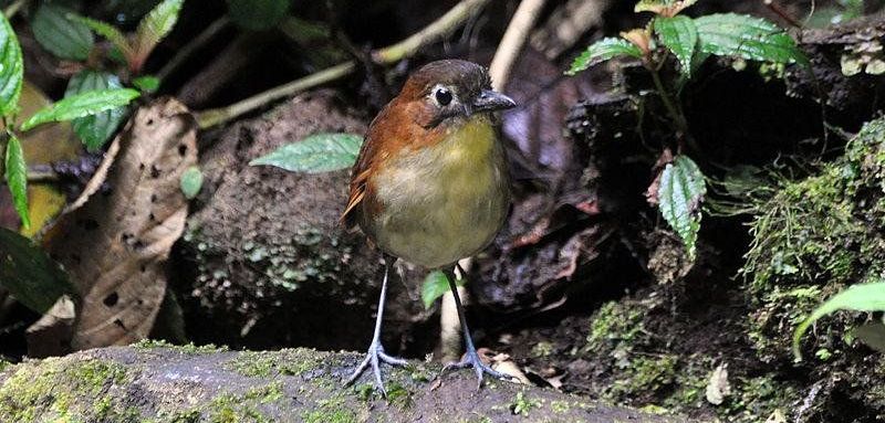 黄胸蚁鸫 黄胸蚁鸫的图片