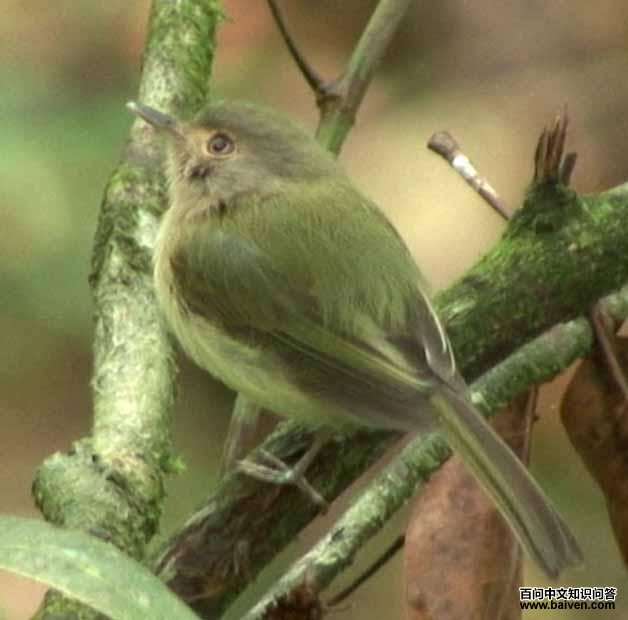 黄胸哑霸鹟 黄胸哑霸鹟的图片