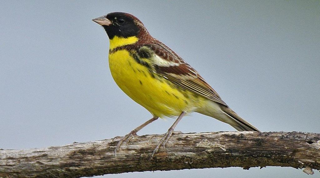 �����c��ͼƬ