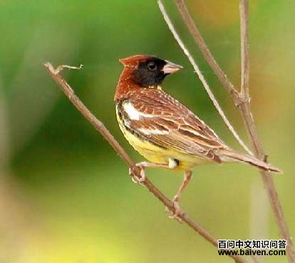 �����c������ֳ��