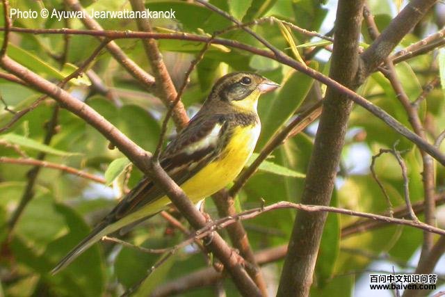 �����c������Ƿ�ֳ��