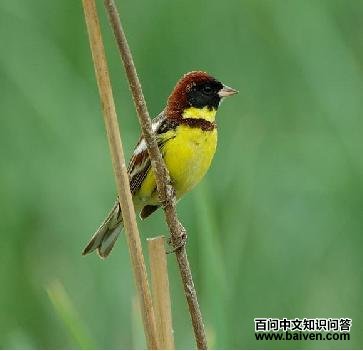 �����c������