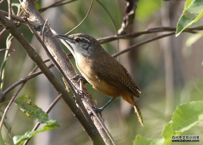 黄胸苇鹪鹩 黄胸苇鹪鹩的图片