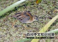 黄胸田鸡 黄胸田鸡的图片