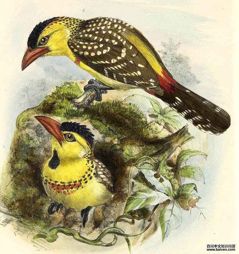 Yellow-breasted Barbet - Trachyphonus margaritatus