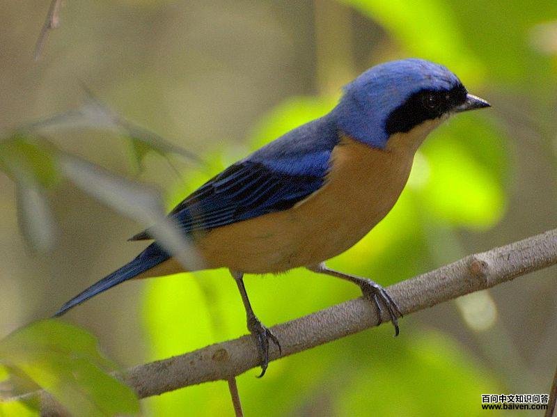 �������ȸ��ͼƬ