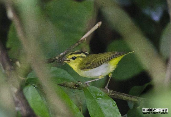 ������ݺ��ͼƬ