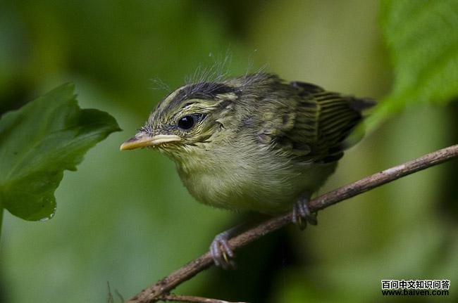 ������ݺ������