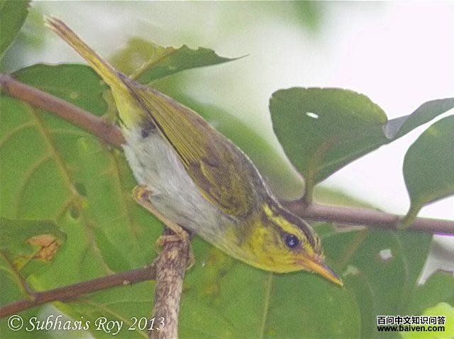 ������ݺ������ӡ��