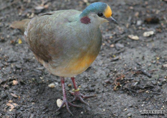 ���ؼ���ͼƬ