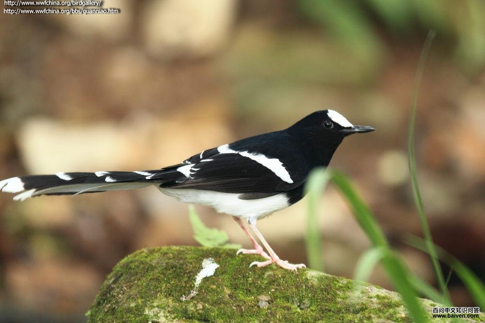 �׶���β��ͼƬ