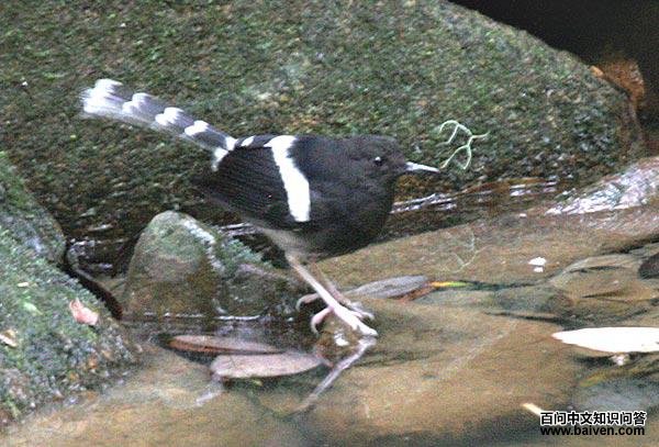 �׶���β���ǳ���