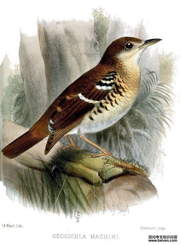 ���ص���ͼƬ