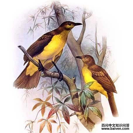 黄胸大亭鸟 黄胸大亭鸟的图片