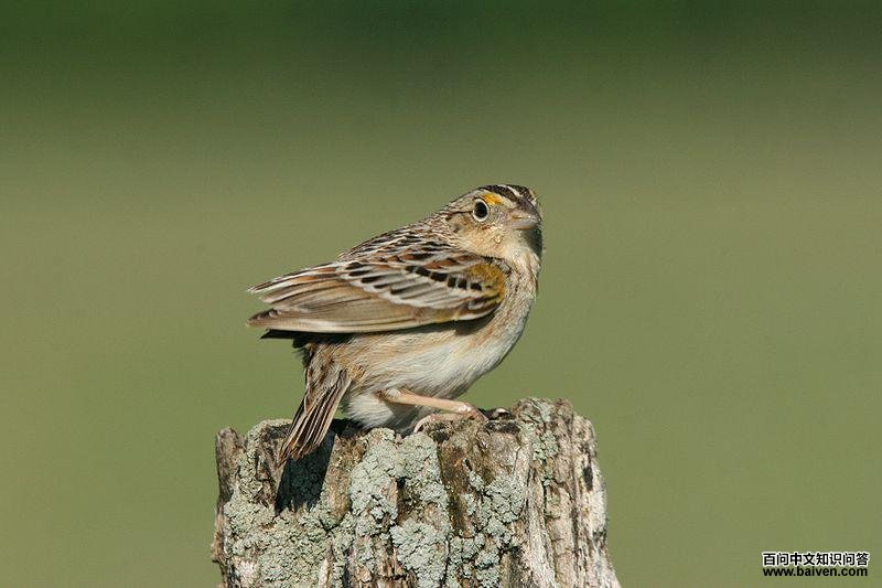 ���ز��c��ͼƬ