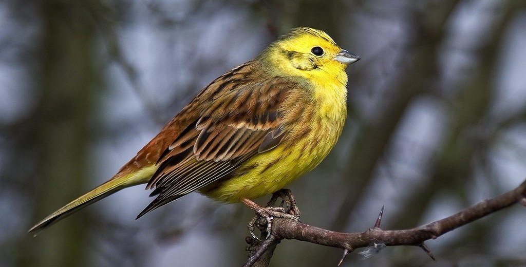 ���c��ͼƬ