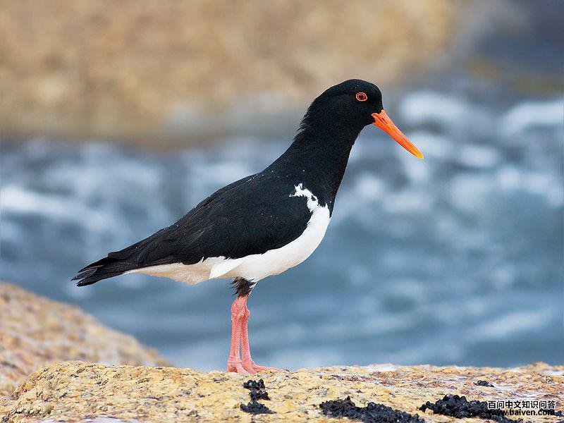 ��������ͼƬ